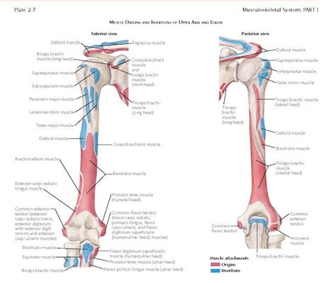 Many muscles attach to the humerus, enabling your arm to move freely in all directions: MUSCLES OF UPPER ARM AND ELBOW The arm, or brachium, is ...
