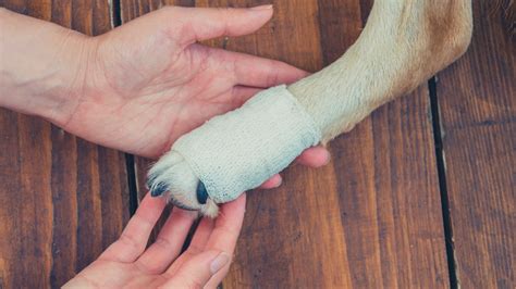 How To Treat A Limping Dog At Home The Animalista