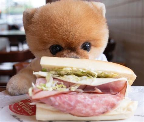 Jiffpom Age Breed Owner Diet Facts About The Famous Dog