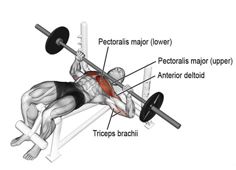 Decline Bench Press Complete Exercise Guide Is It Necessary ~