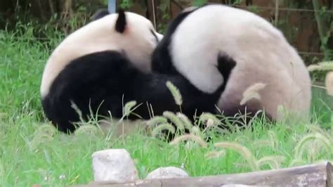 Pandas Fight Each Other The 4th Round Youtube