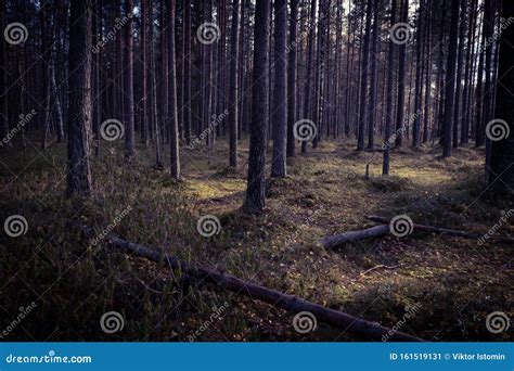 Autumn In A Pine Forest Stock Image Image Of Woodland 161519131