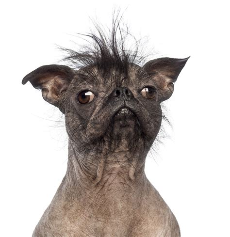 Were Looking For The Ugliest Dog In The Hudson Valley
