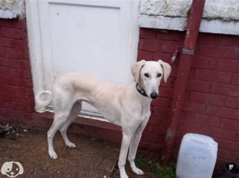 Saluki Greyhound For Sale In Wisbech Pe14 On Freeads Classifieds
