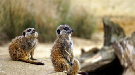 Two Brown Meerkats Near Green Plants Selective Focus Photography · Free