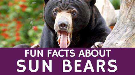 Fun Facts About Malayan Sun Bear Educational Video For Kids Youtube