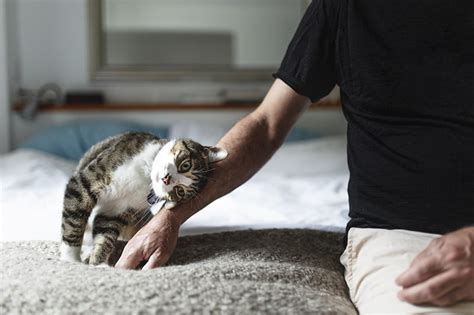 Cat Hernias Causes Symptoms And Treatment Aspca Pet Insurance