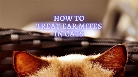 ᐉ How To Treat Ear Mites In Cats Ways Of Treatment For Ear Mites In Cats