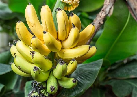 How To Grow Banana From Seed In Hindi