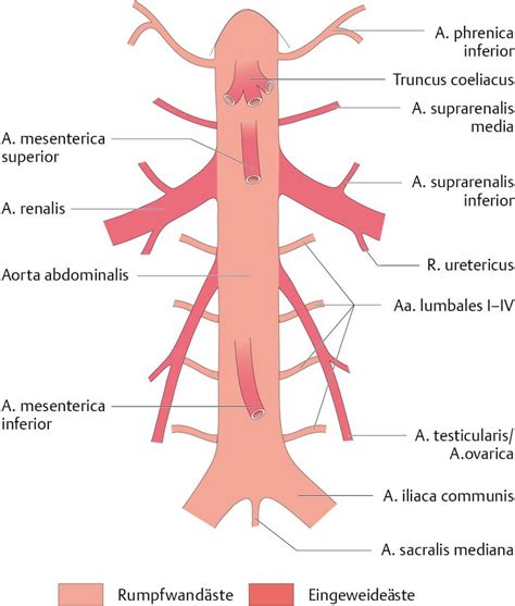 Aorta Abdominalis Bauch Weg Organe Arterien