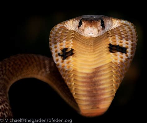 Naja Naja Spectacled Cobra Serpente Répteis E Anfíbios Animais