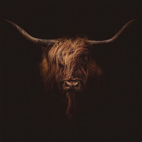 Scottish Highland Cattle Portrait More Highland Cow Art Scottish