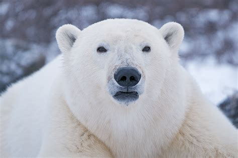 Polar Bear Headshot Sean Crane Photography