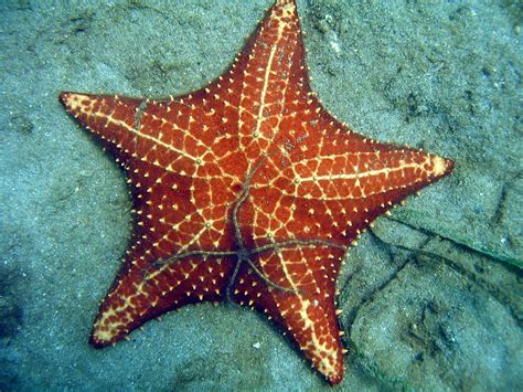 Sea Stars Disappear From Beach In Panama Huffpost