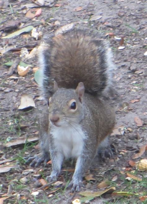 Cannundrums Eastern Gray Squirrel