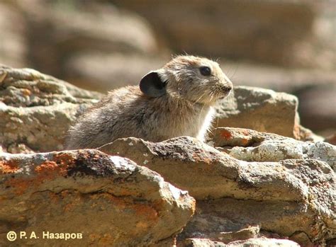 Afghan Pika Indus Baests Pinterest Search And Afghans