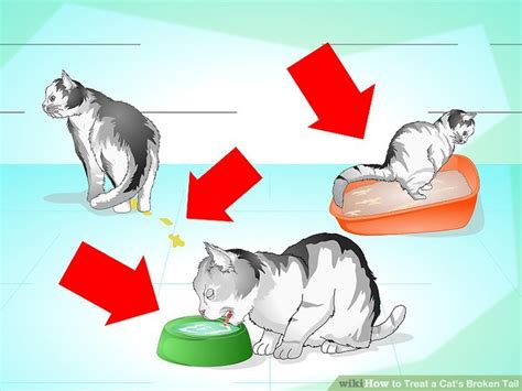 A kitten with a broken leg should be taken to a clinic or an emergency clinic for immediate care. How to Treat a Cat's Broken Tail: 9 Steps (with Pictures)