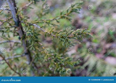 Patagonian Cypress Fitzroya Cupressoides Stock Photo Image Of