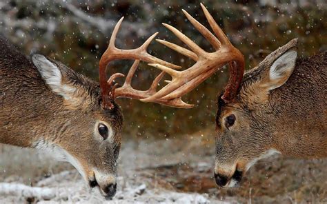 Realtree Buck Wallpapers Top Free Realtree Buck Backgrounds