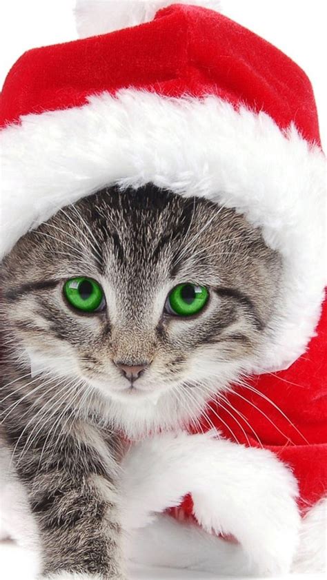 Cute Christmas Cats Wallpapers Wallpaper Cave