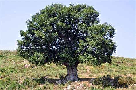 Fileoak Tree In Corsica 维基百科，自由的百科全书