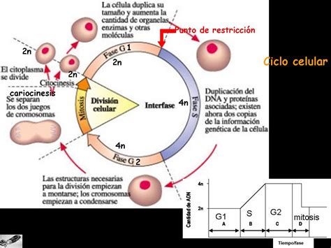 Y La Vida Evolucionó Ciclo Celular Cromosomas Y Mitosis 12