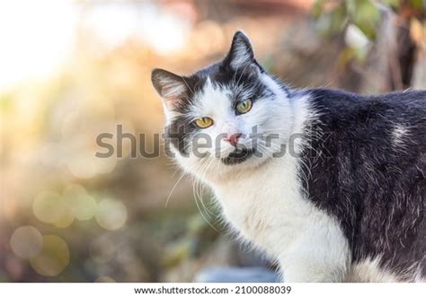 Portrait Black White Tabby Cat Winter Stock Photo 2100088039 Shutterstock