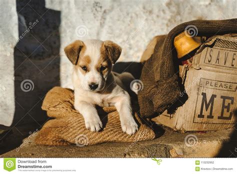 Poor Homeless Sad Puppy Sitting Near Boxes Stock Photo Image Of Help