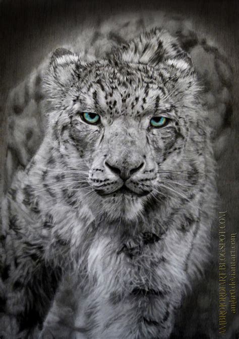 Snow Leopard By Ambr0 On Deviantart