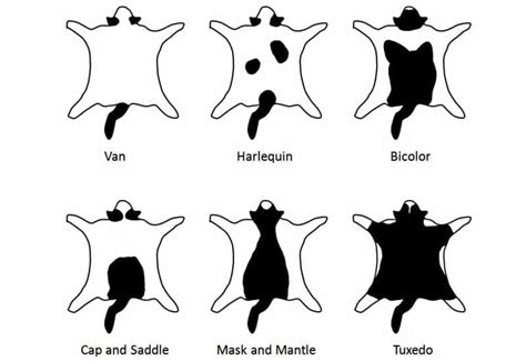 The variations among cat coats are physical properties and should not be confused with cat breeds. A Collection Of Fun Facts About Tuxedo Cats - Cole & Marmalade