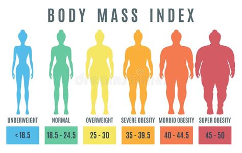 Woman Body Mass Index Stock Vector Illustration Of Mass 35561268
