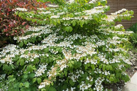 How To Grow Viburnum Shrubs Tips For Planting And Care Garden Design