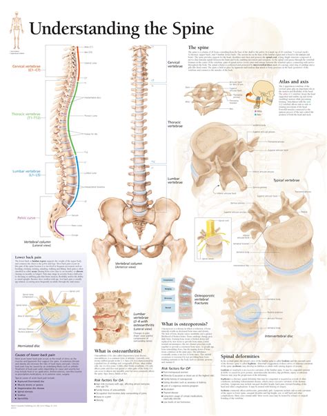 Understanding The Spine Scientific Publishing
