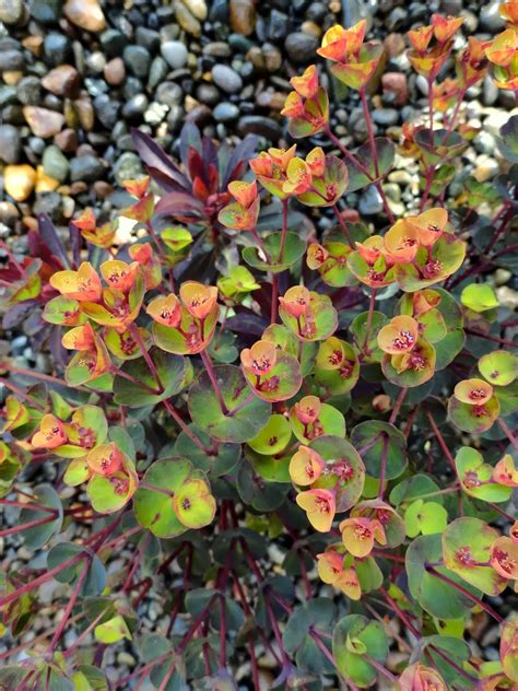 Danger Garden Euphorbia ‘blackbird Is My Favorite Plant In The Garden