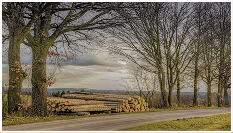 Holz in der Oberpfalz Foto & Bild | natur Bilder auf ...