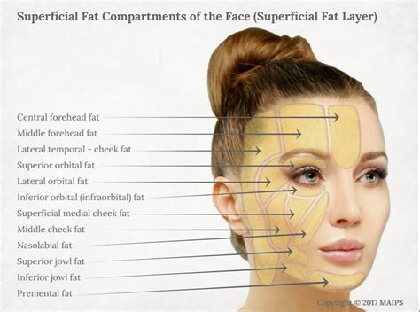 Facial Volume Loss Aging And Facial Sagging Due To The Age Related