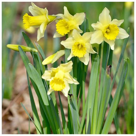 Woodland Bulbs® 100 X Wild Daffodil Bulbs Lent Lily Lobularis