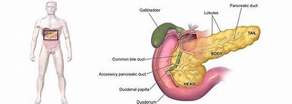 Pancreas Diabetes Endocrine Healing Natural Anatomy Functions