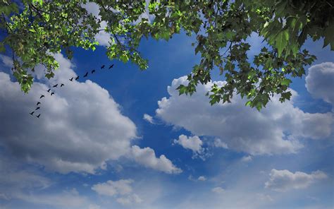 Amazing Trees Background Sky Images For Your Nature Projects