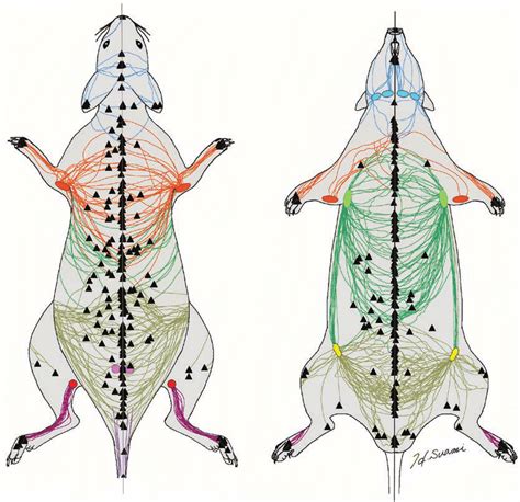 Superimposed Diagrams Of The Superficial Lymphatic Vessels Color Coded