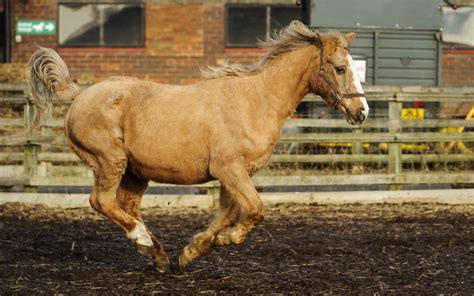 The next year of the horse will be in 2026. Long in the hoof! Meet Orchid: the world's oldest horse ...