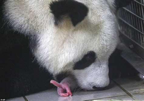 Giant Panda Gives Birth To Two Adorable Cubs Weighing Just Five Ounces