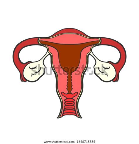 Human Anatomy Female Reproductive System Female Reproductive Organs