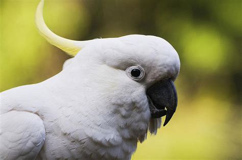 Top 5 Friendly Bird Species That Make Great Pets