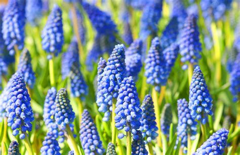 How To Grow And Care For Grape Hyacinths
