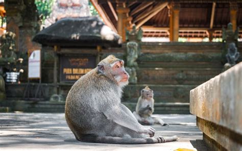 Ubud Monkey Forest Bali Indonesia Trazee Travel