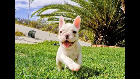 The french bulldog is instantly recognizable for his bat ears, 'shmushed' face and small stature. Meet "Brutus" & "Blanca", our Adorable AKC Frenchie ...