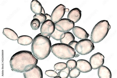 Saccharomyces Cerevisiae Yeast 3d Illustration Isolated On White