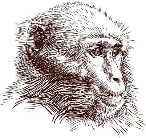 Scimmia Illustrazione Vettoriale Illustrazione Di Meditativo 30294639