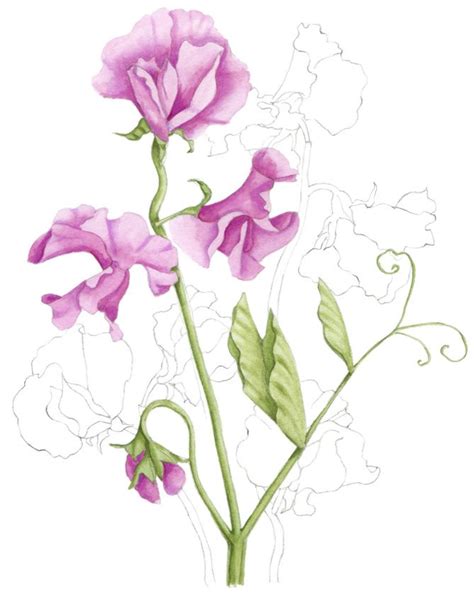Sweet Peas Flower Drawing Flower Painting Watercolor Flowers